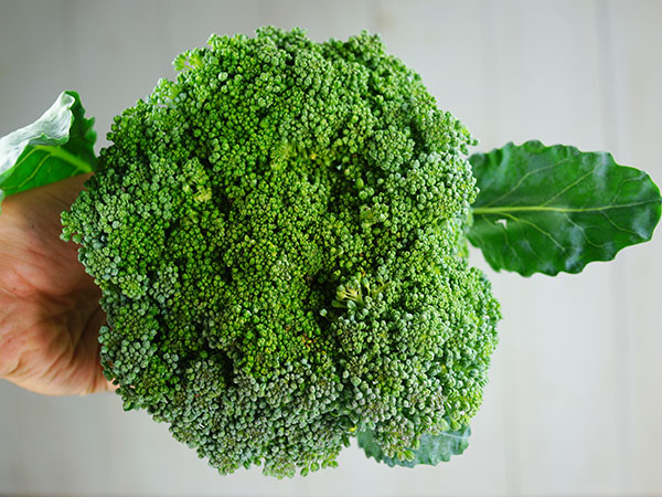 Waltham 29 Broccoli