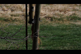 Squirrel bird feeder PFW21-032.gif