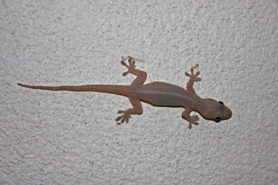 Download 3000 Wallpaper Cicak Bergerak HD Terbaik Download 3000 Wallpaper Cicak Bergerak HD Terbaik