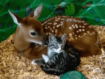 deer and cat.gif