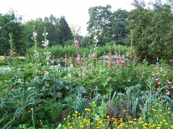 Big Garden - Hollyhocks, kale, leeks, mesclun, calendula, zinnias crop2 Aug. 2015.jpg