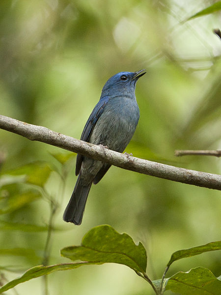 Mengulik Tentang Burung Sikatan Biru Muda