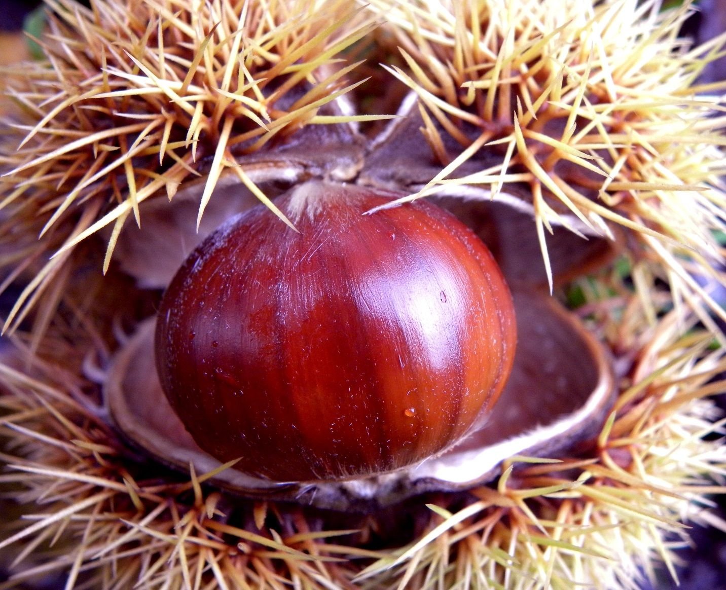 Sweet_chestnut.jpg