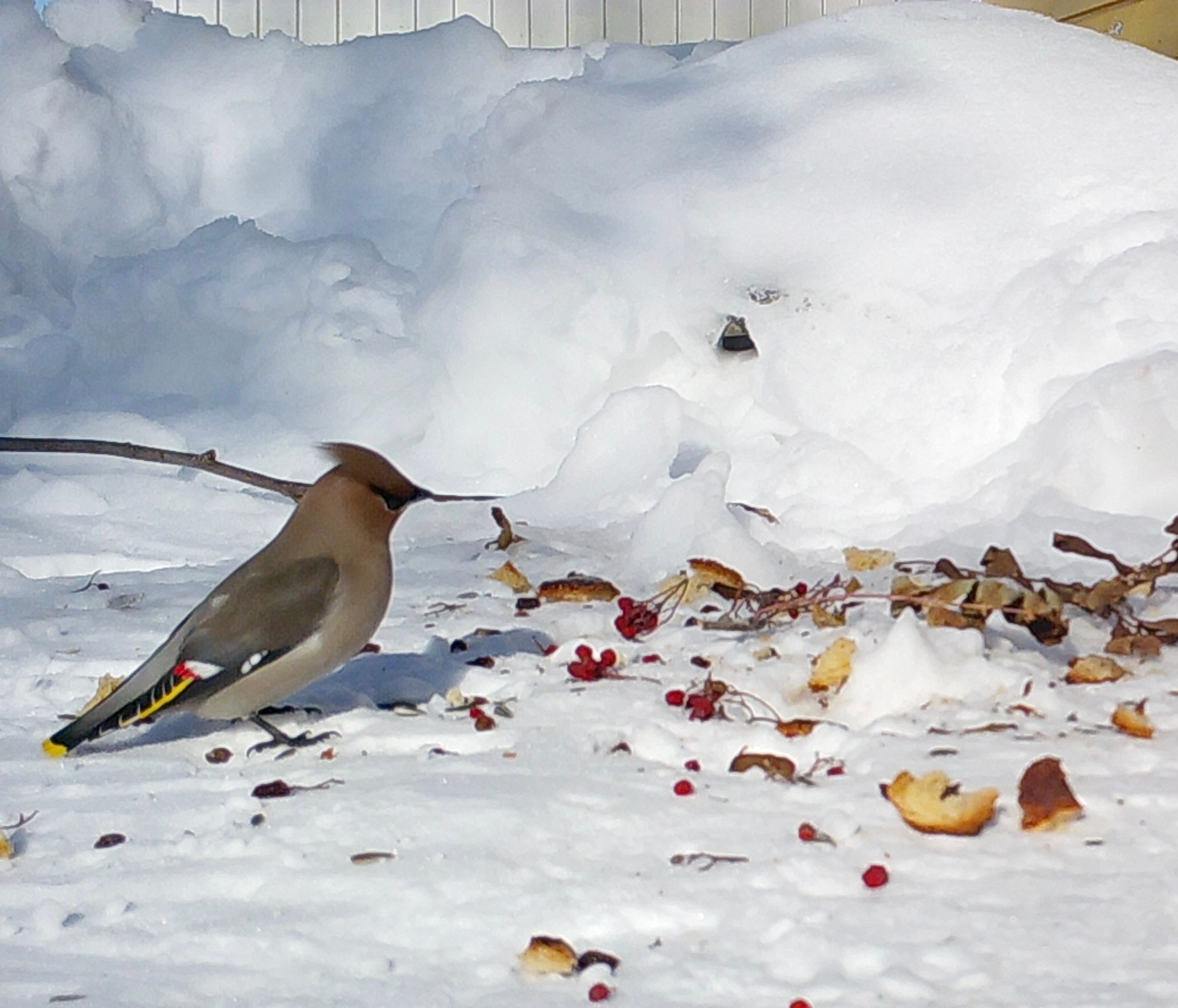 in the fall there is bilge flocks of this bird.