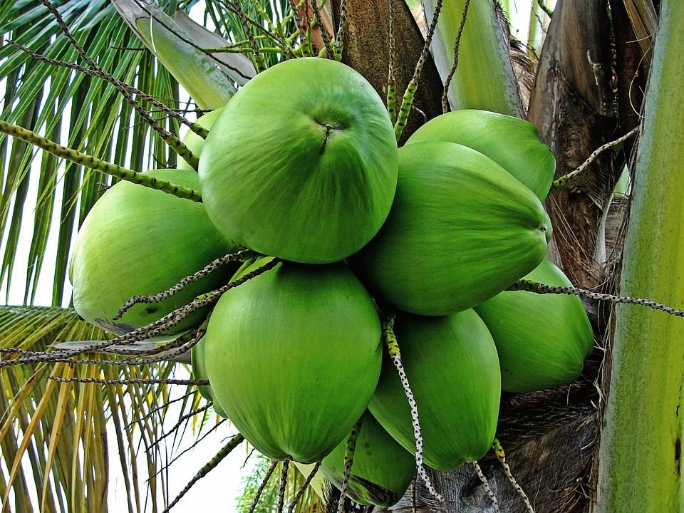 This Benefits Of Young Coconut Water Ini Manfaat Air