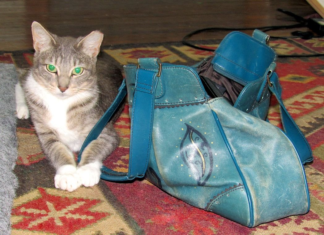 Khaleesi and her Purse May 2015.jpg