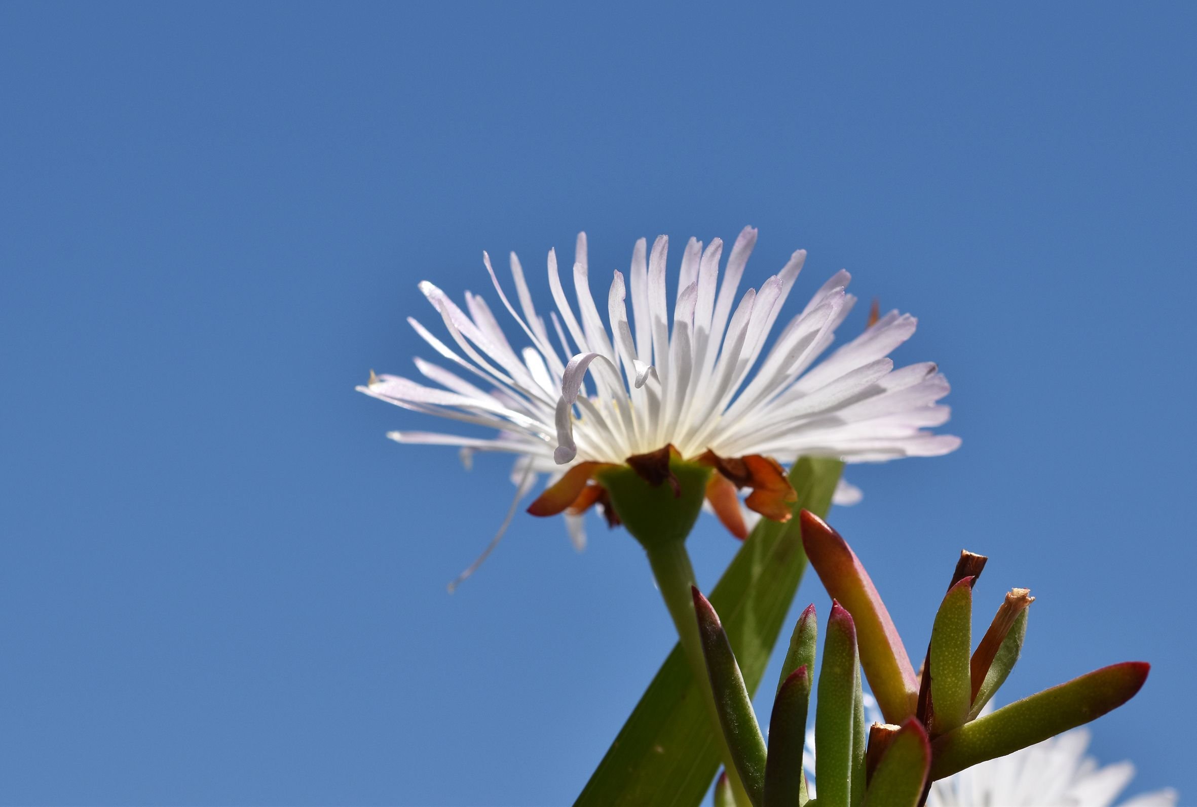 ice plant white flower sky.jpg