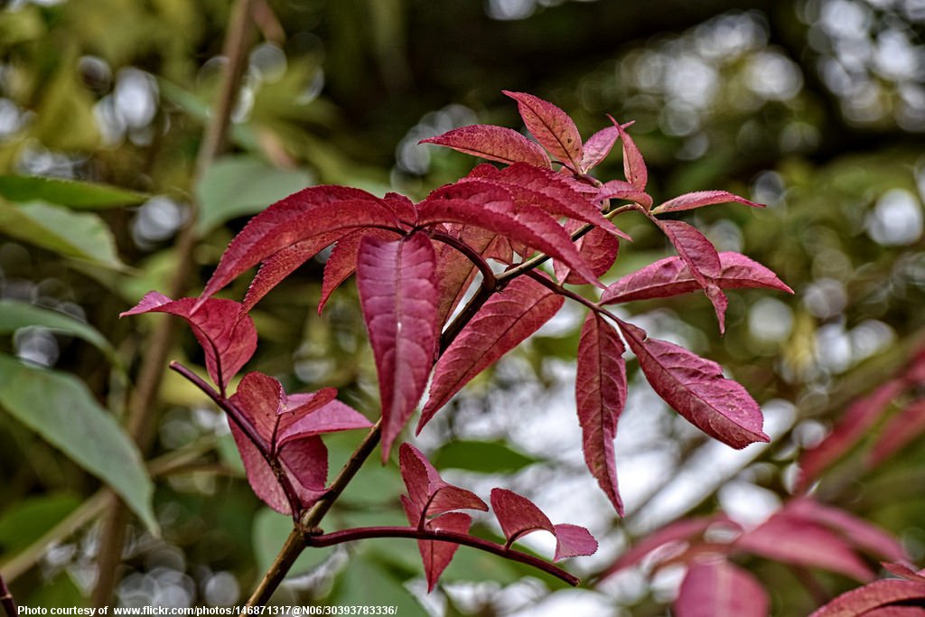 Red Leaves on Green-001-110216.jpg