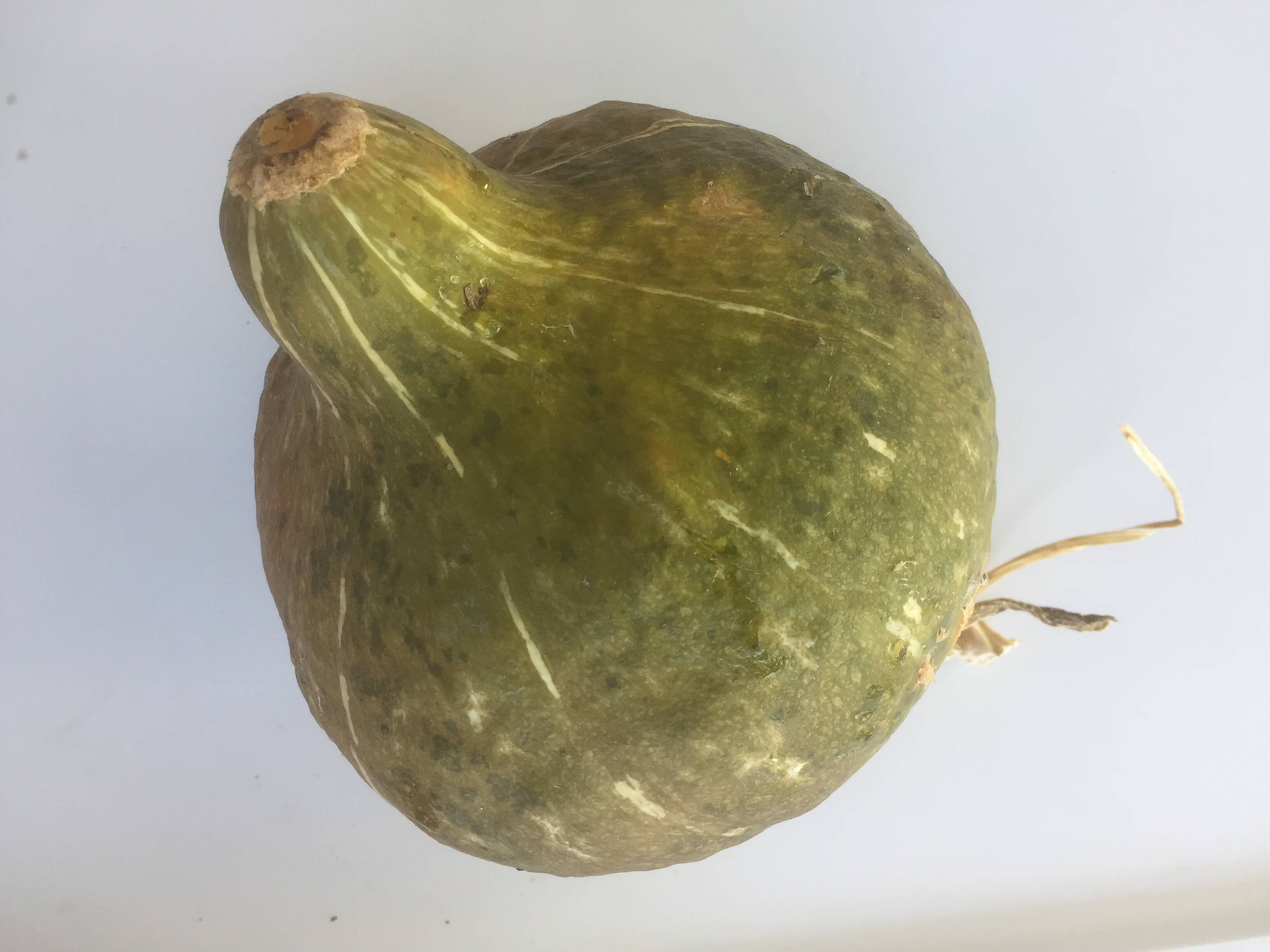 squash 2.JPG