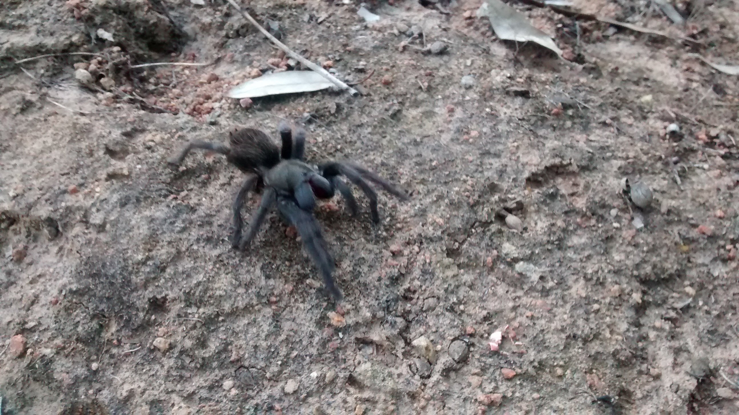 Tarantula in the yard...