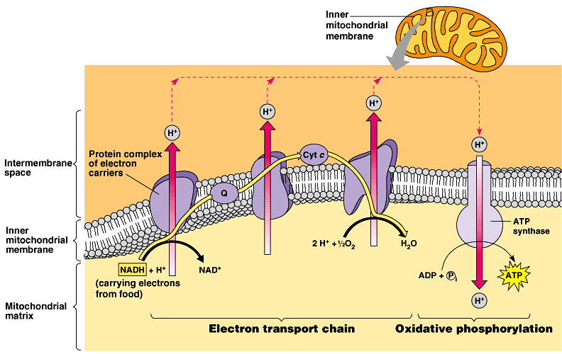 oxidative phosphorylation.png