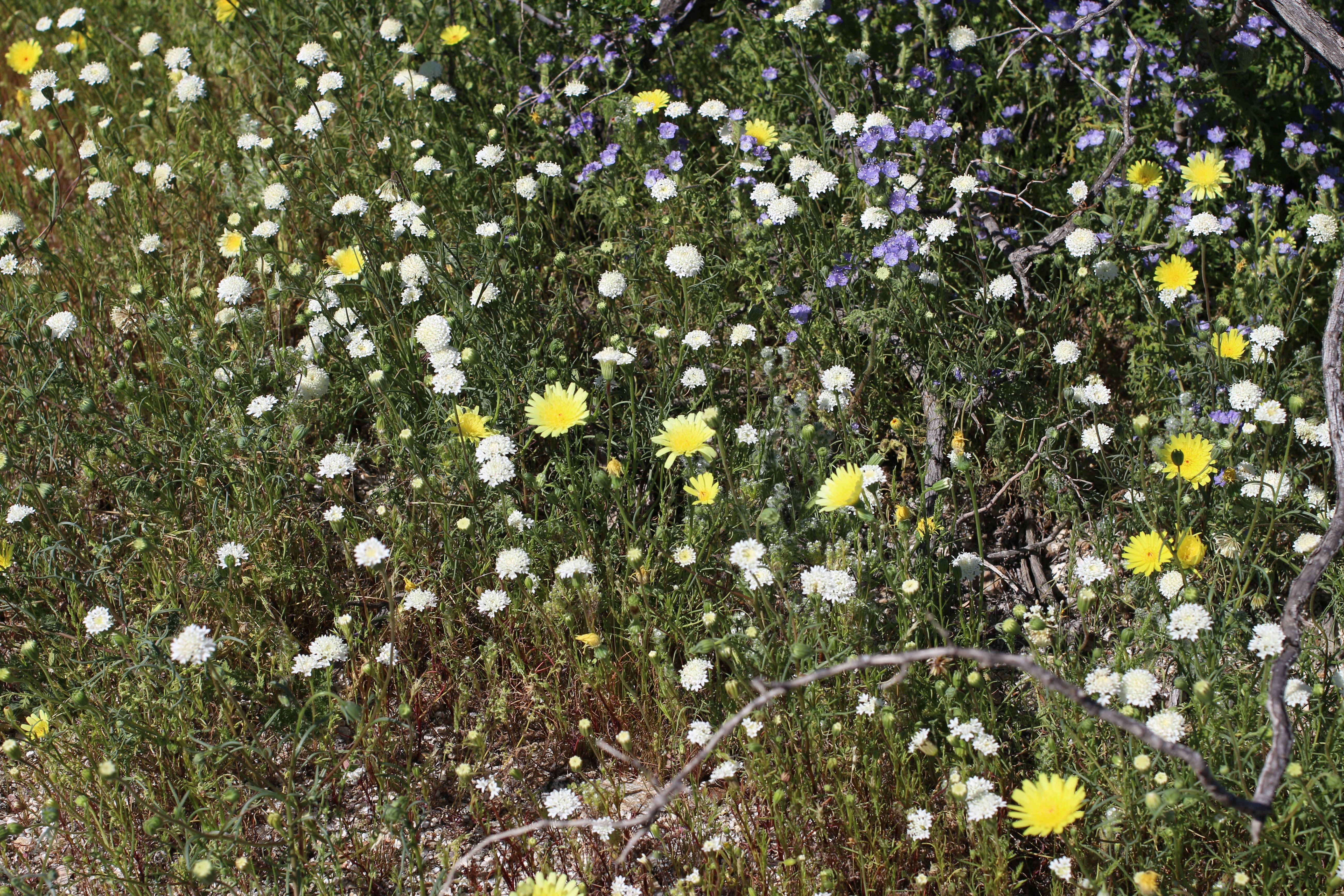 Desert Pincushion, et. al.