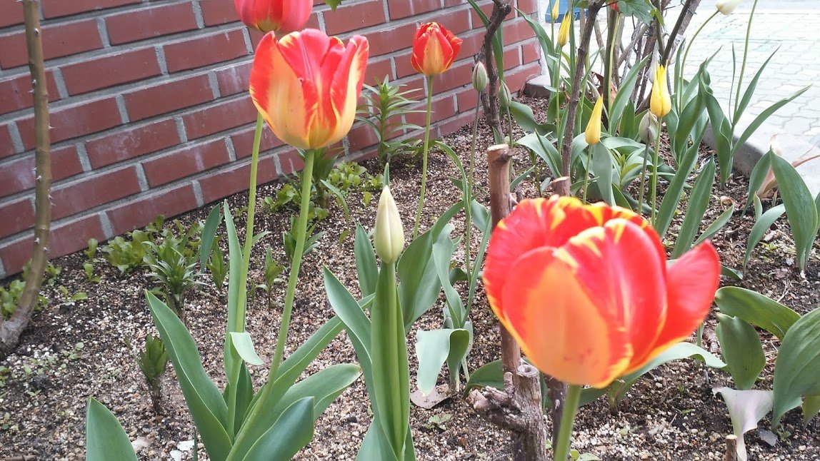 tulips.jpg