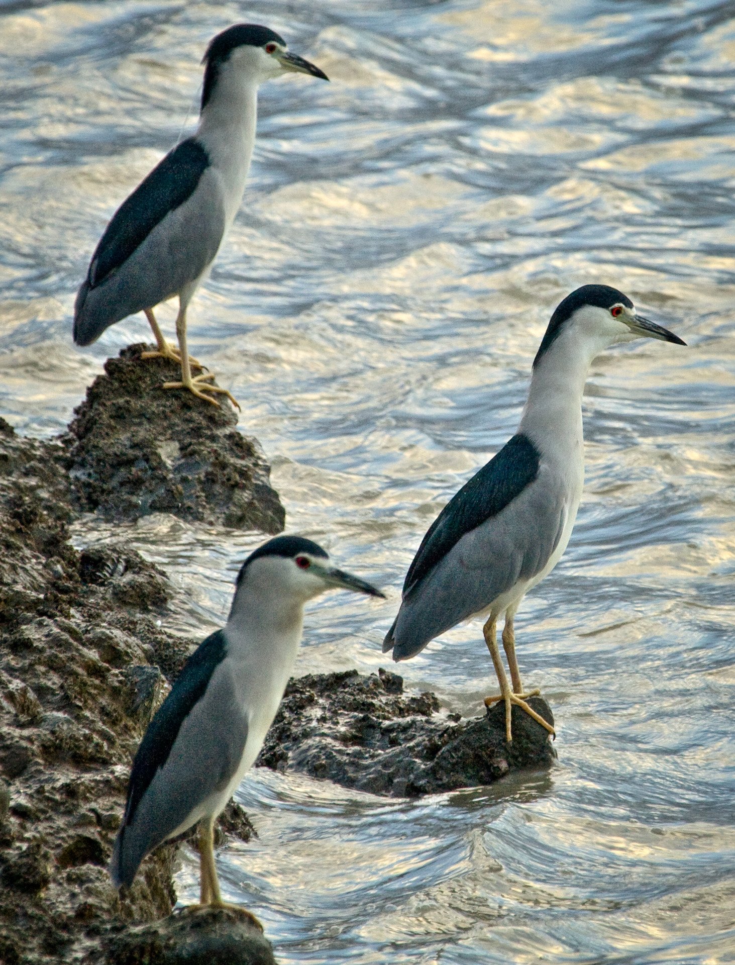 20081018-3 birds.jpg