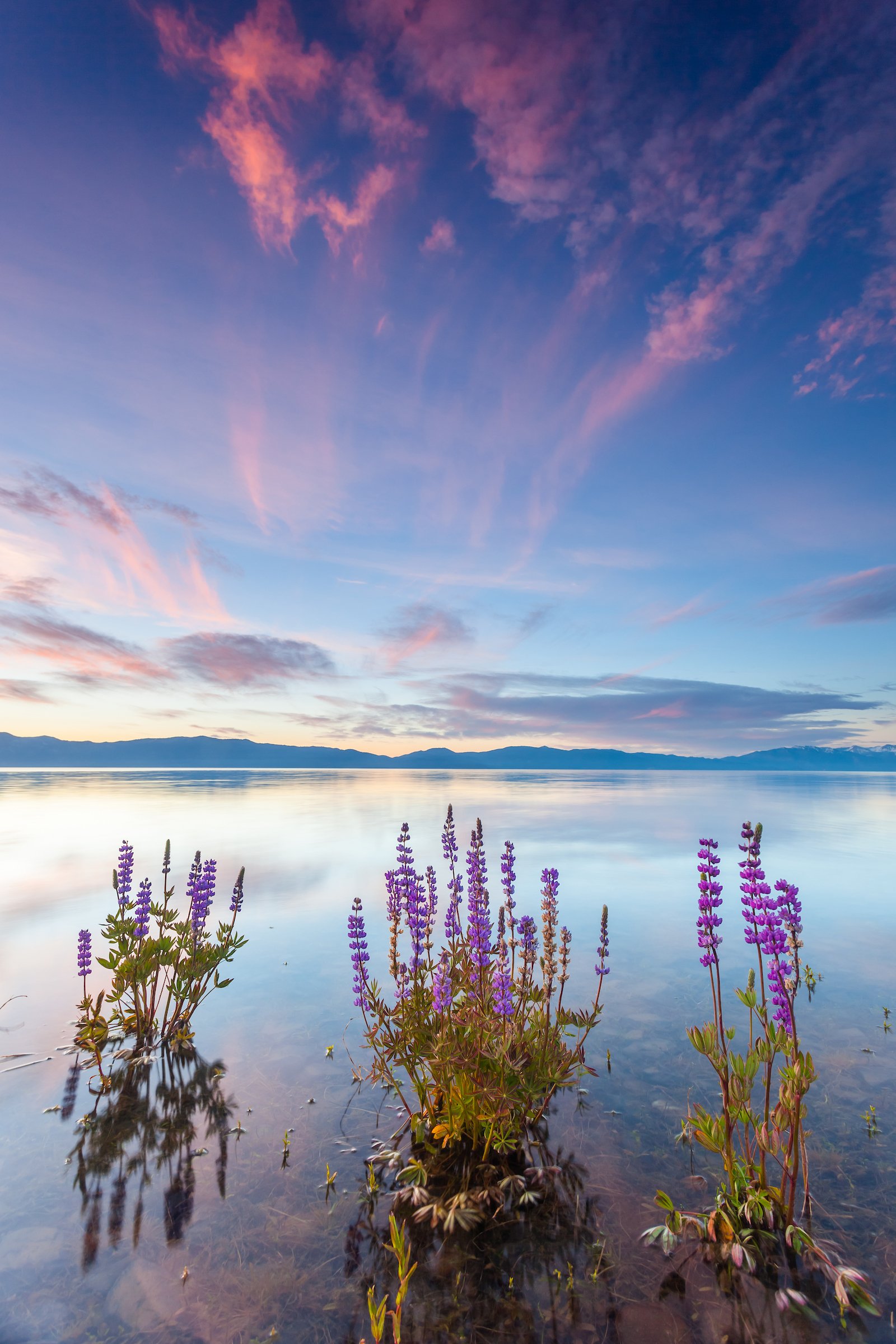 Tahoe Lupine at Sunrise 4.jpg