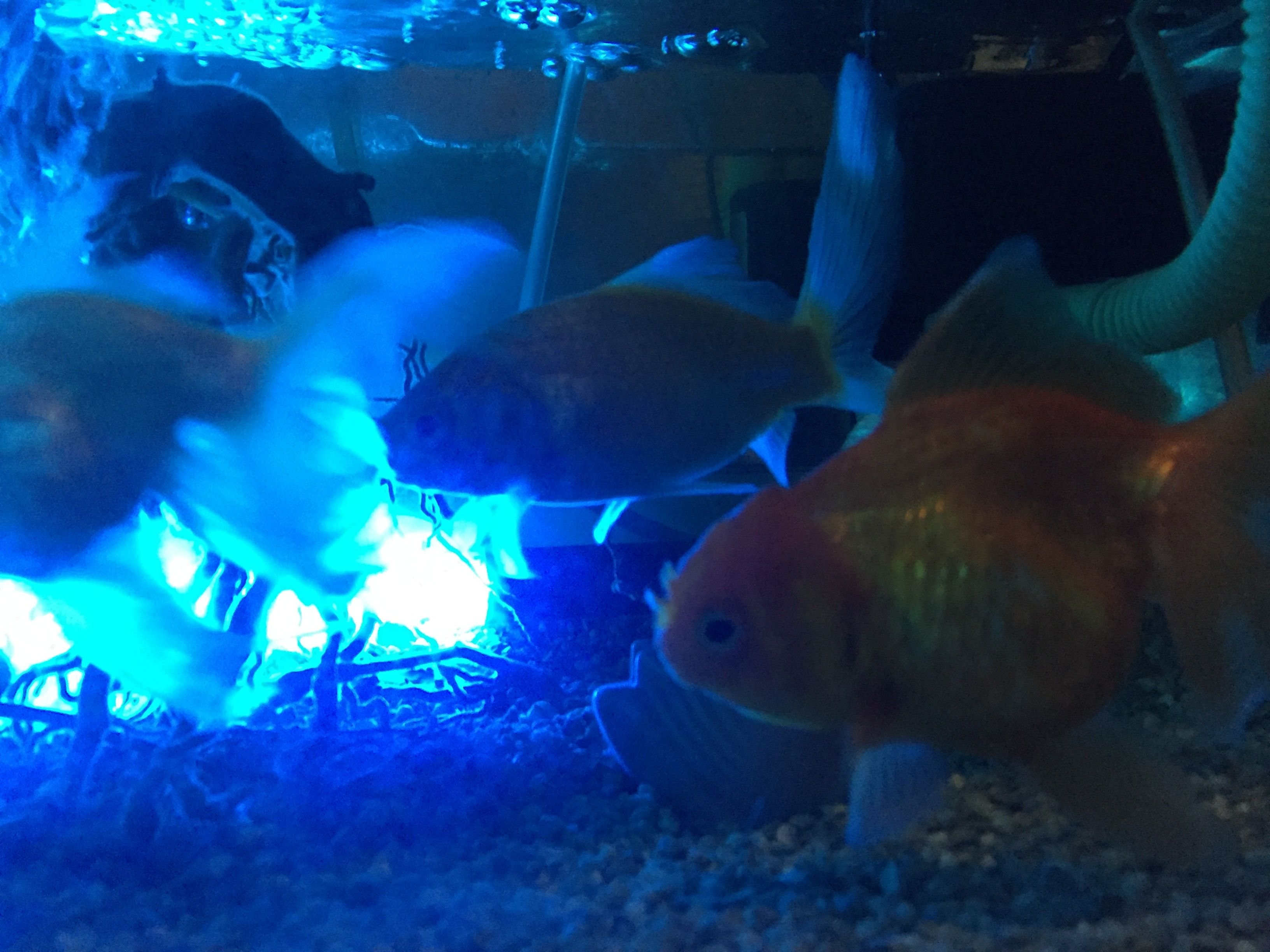 Ikan Hias Air Tawar