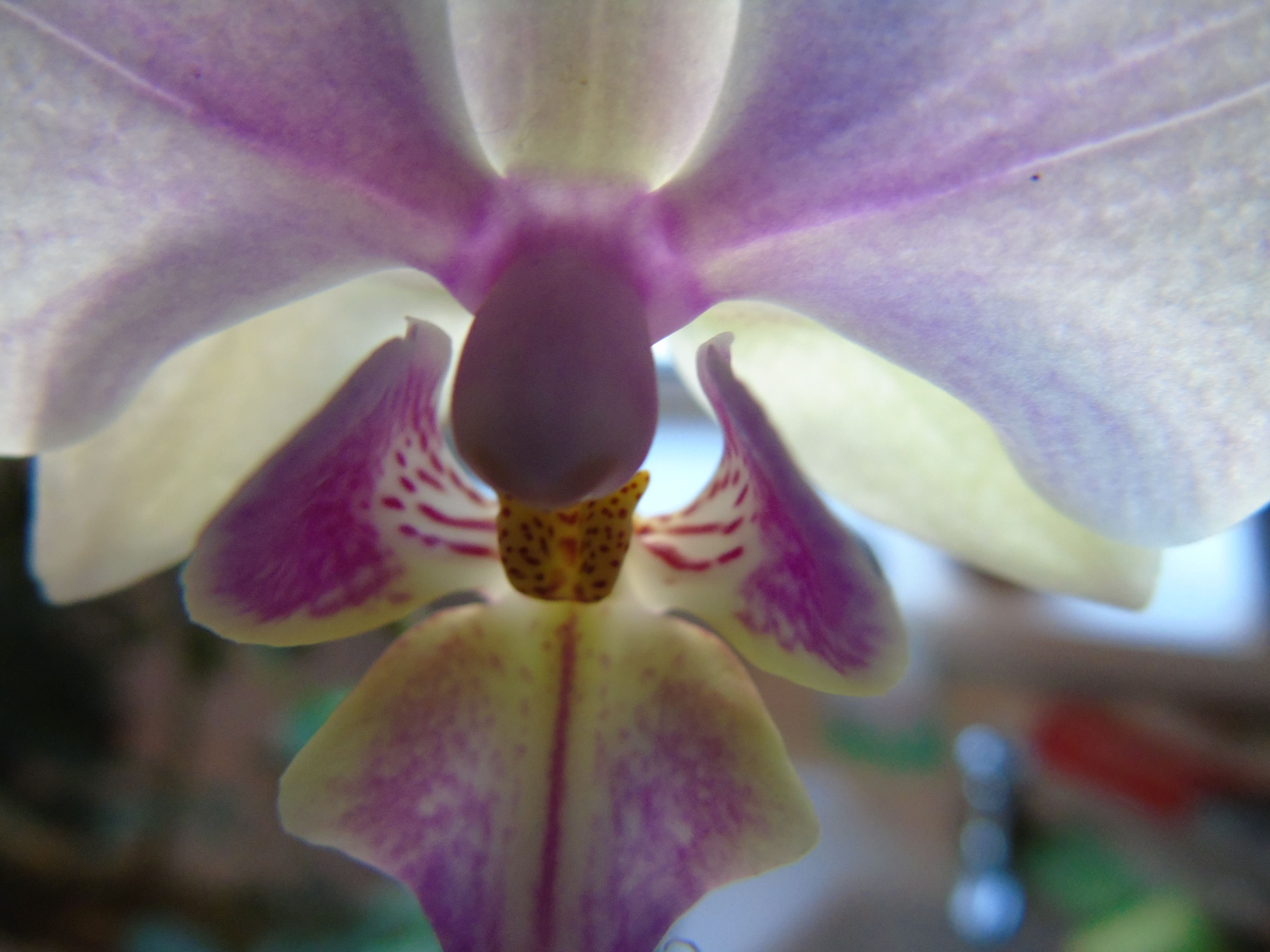 My Orchids in Full Bloom orchid Photography Stunning pt2