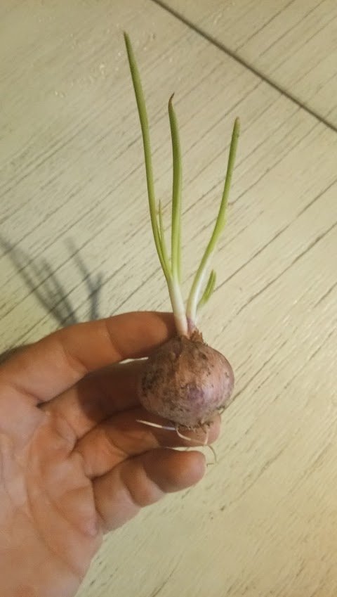 sprouting onion.jpg