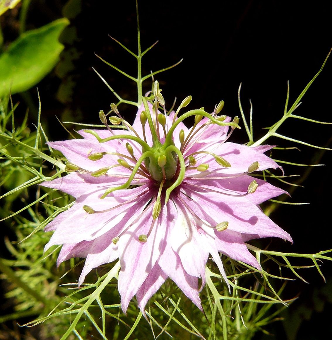 nigela pink flower.jpg