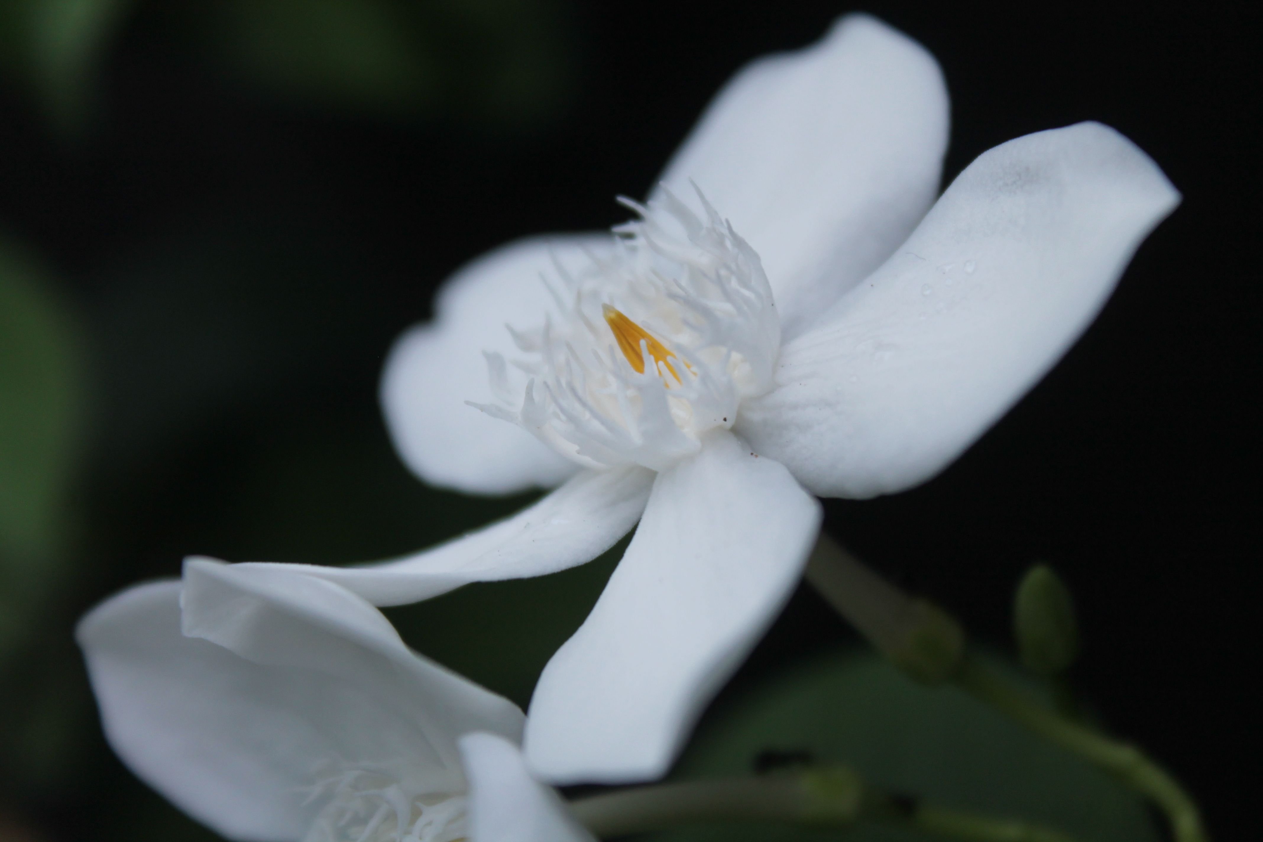 Paling Bagus 11 Bunga  Melati  Putih  Sebagai Puspa Bangsa  