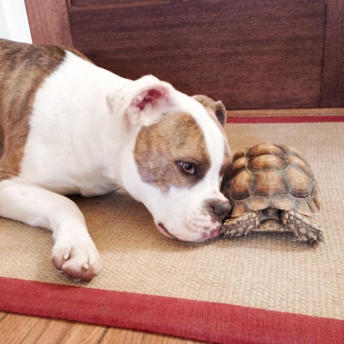 10-Photos-of-Puka-the-rescue-dog-and-Larry-the-turtle-to-make-your-day-59b78ffb09fad__700.jpg