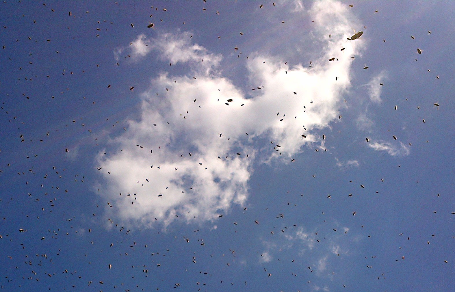 SwarmSeason Title Crop