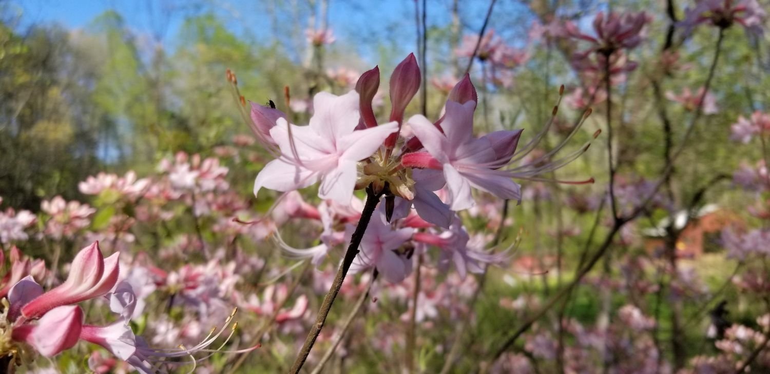 20180429_164330[2] Mountain azalea in barnyard.jpg