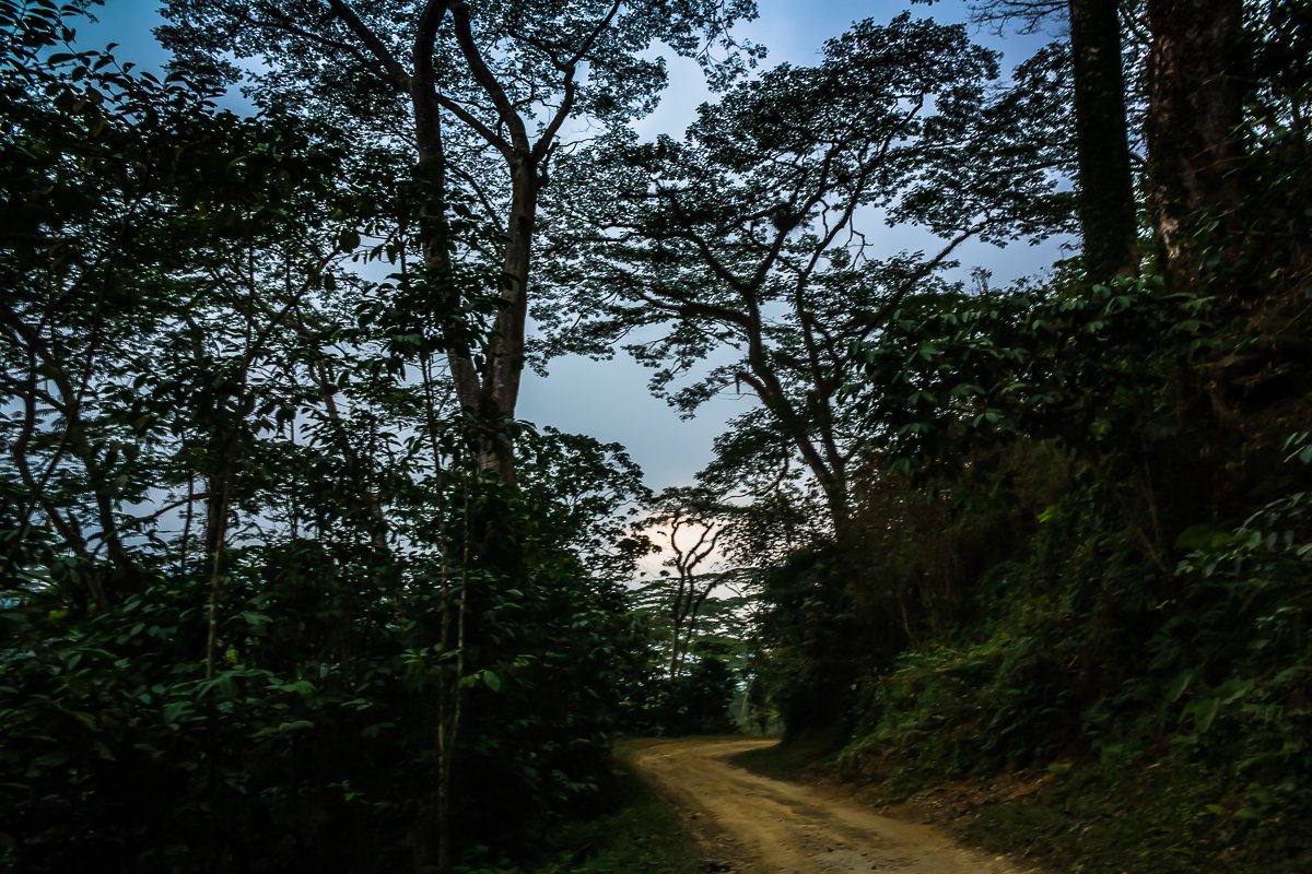 fazenda 164 mountain trees.jpg