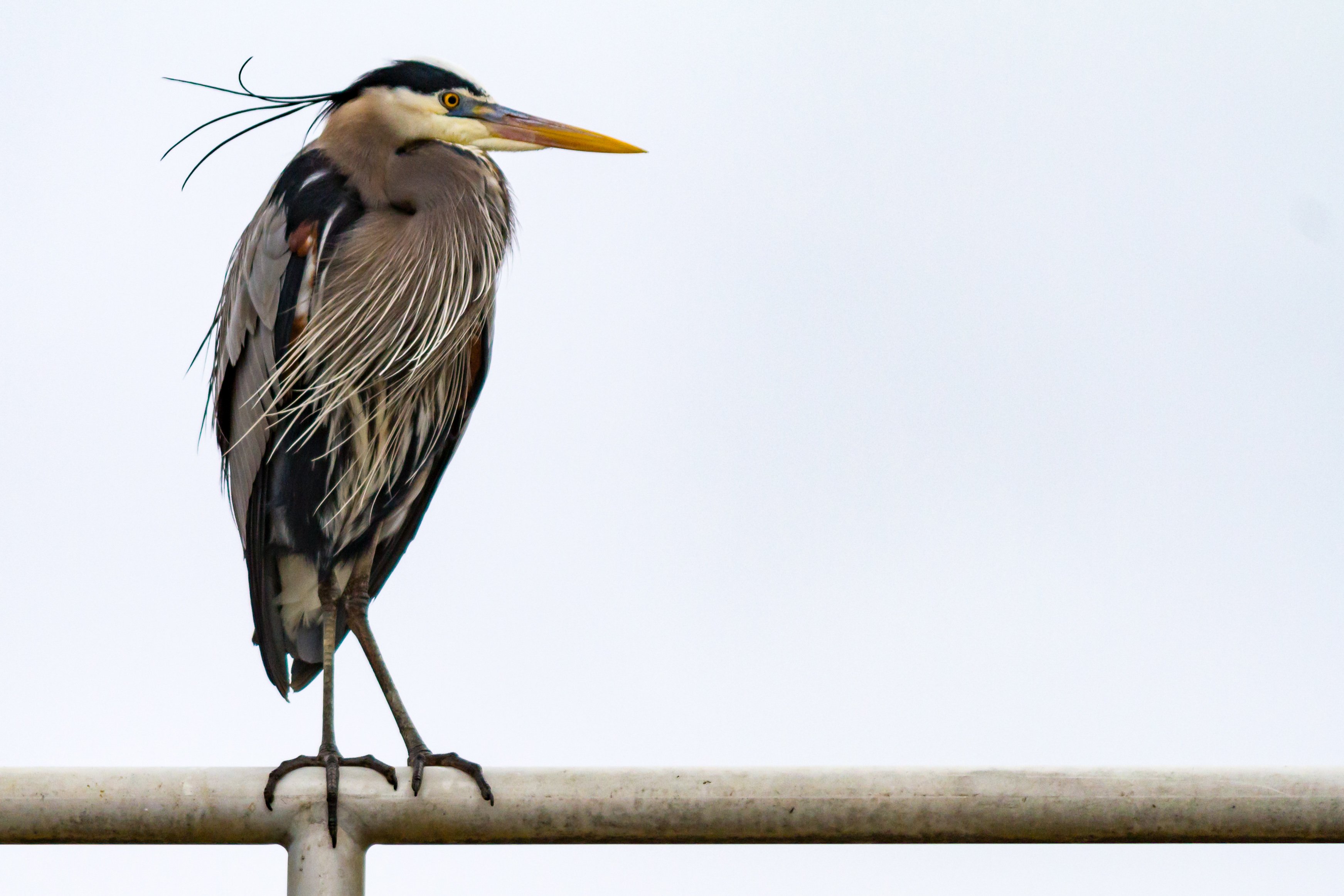 Birding_at_Dam-697.jpg