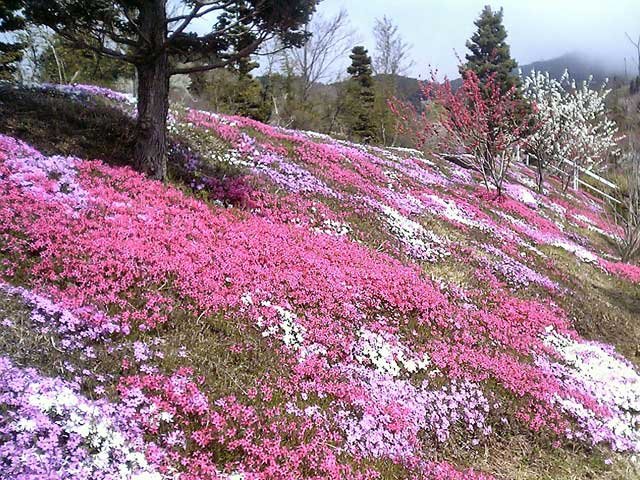 The Most Beautiful Plants That Bloom In Winter Steemkr