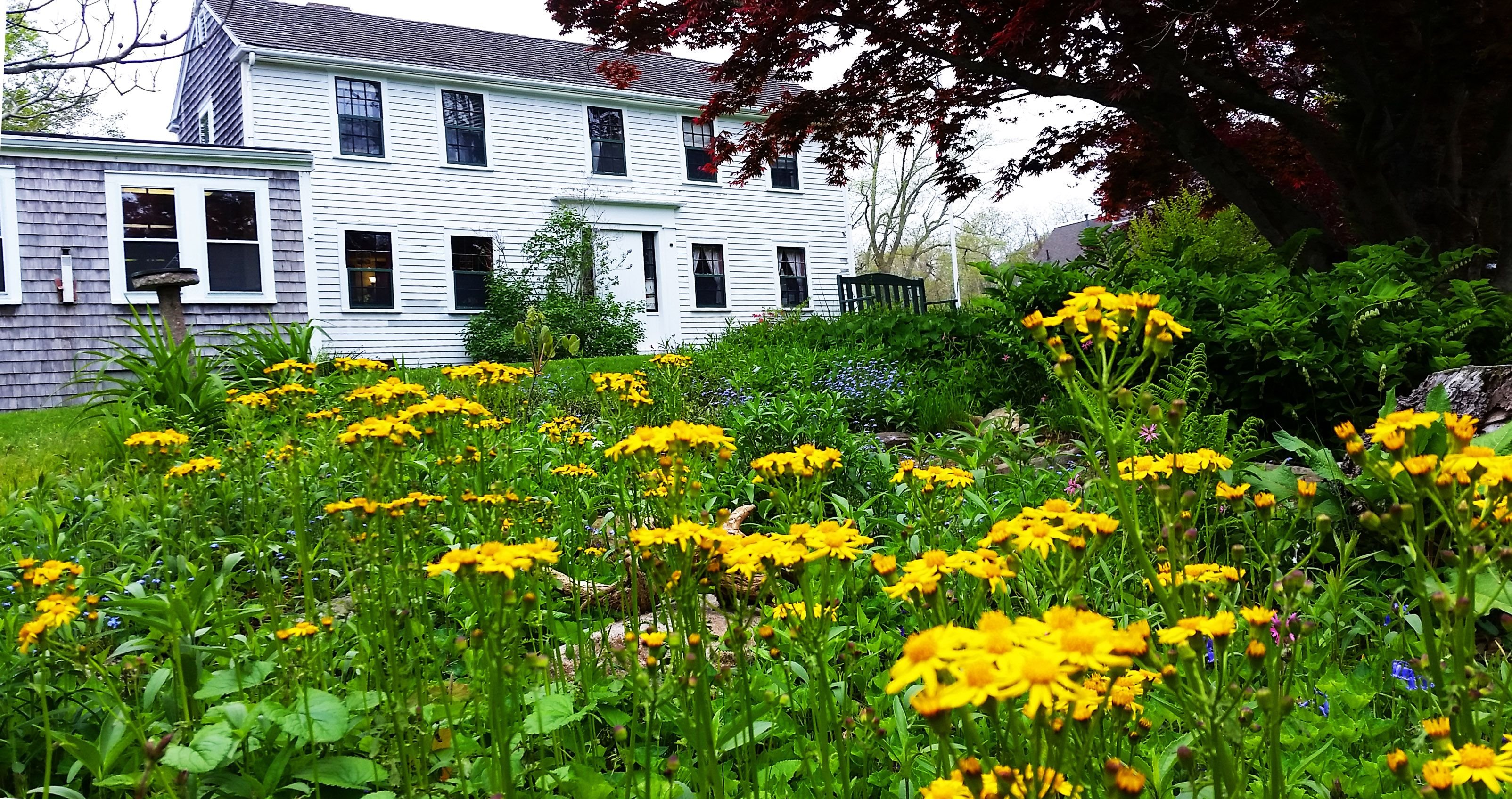 may20yellowflowers.jpg