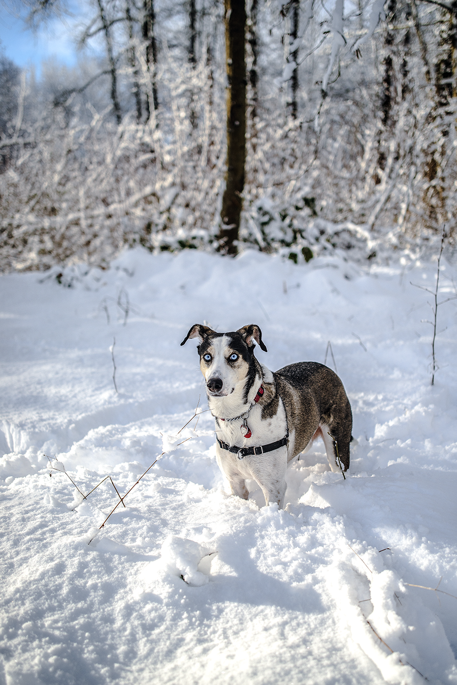 murphydog donates to TARC charity, winter portrait snow dog