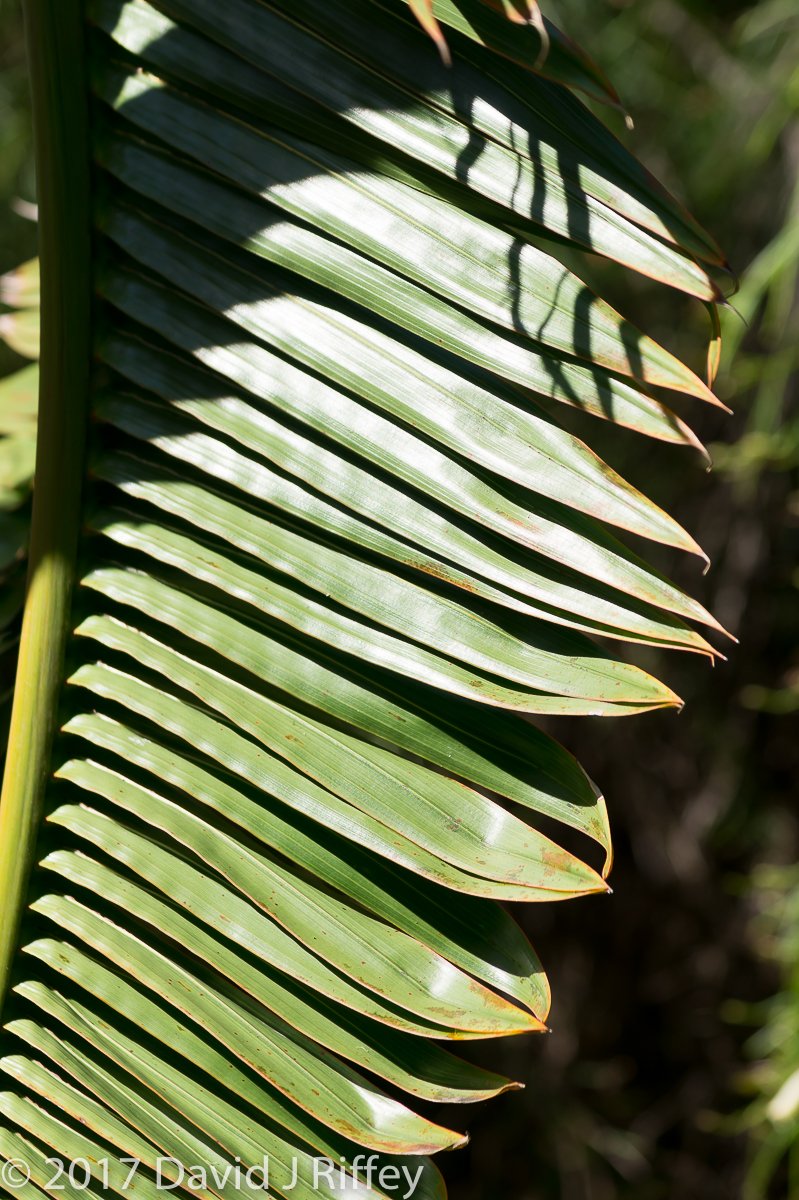 Sunken Gardens-2-5.jpg