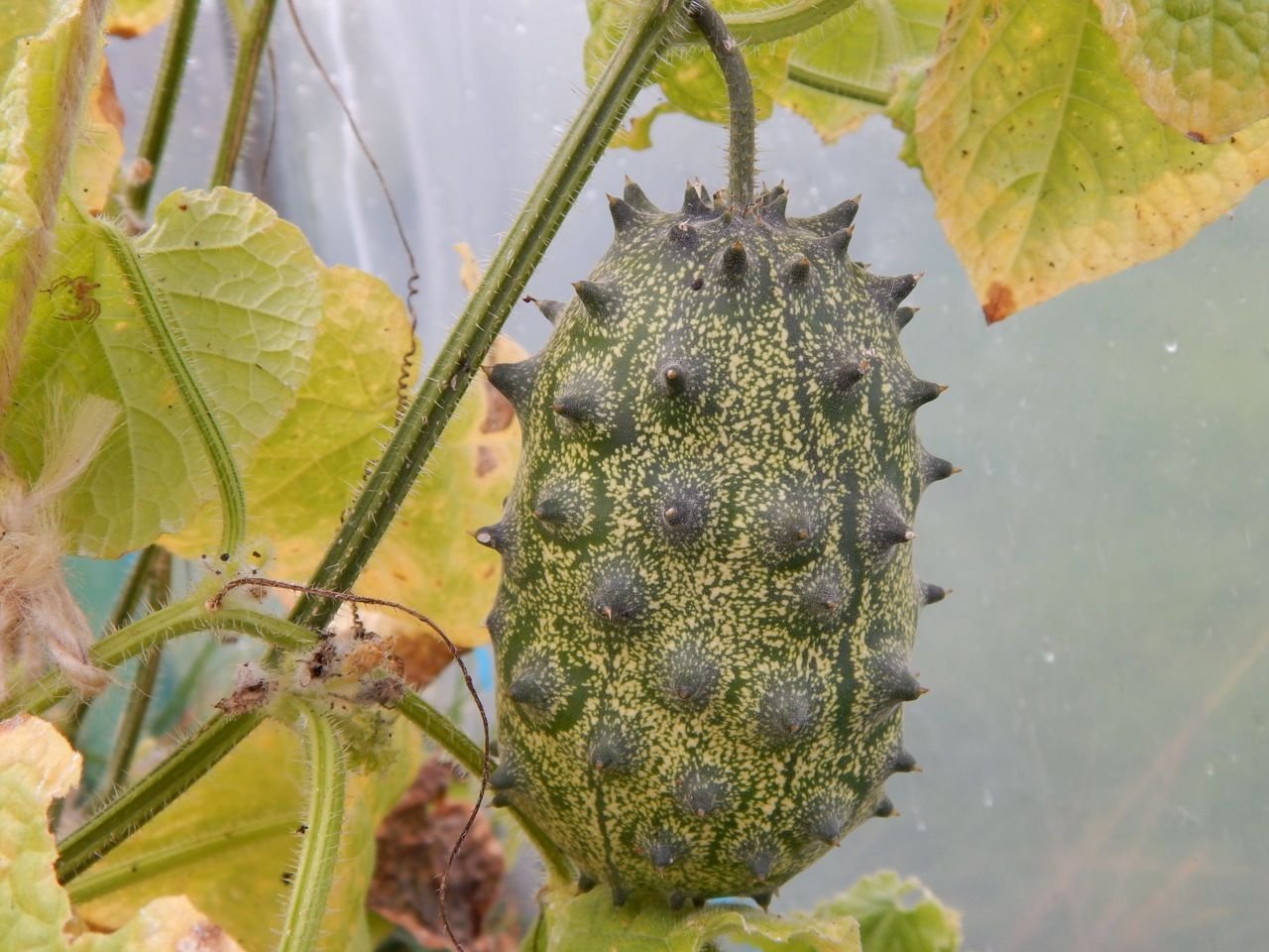 kiwano 4.jpg