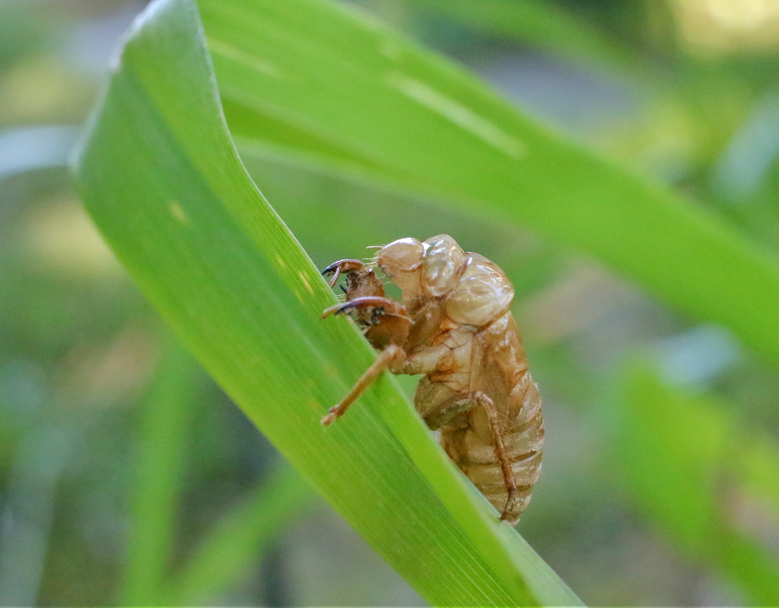 cicada macro 2.jpg