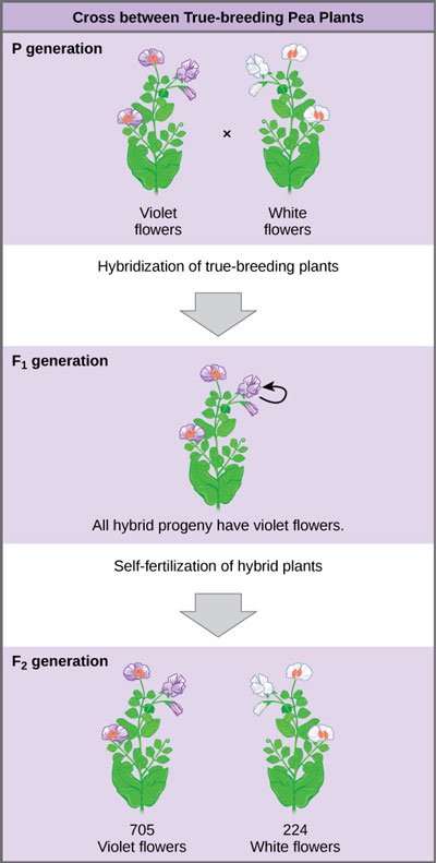 Figure_08_01_02-.jpg