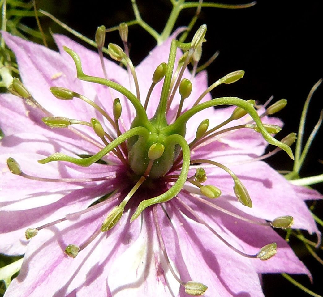 nigella pink macro.jpg