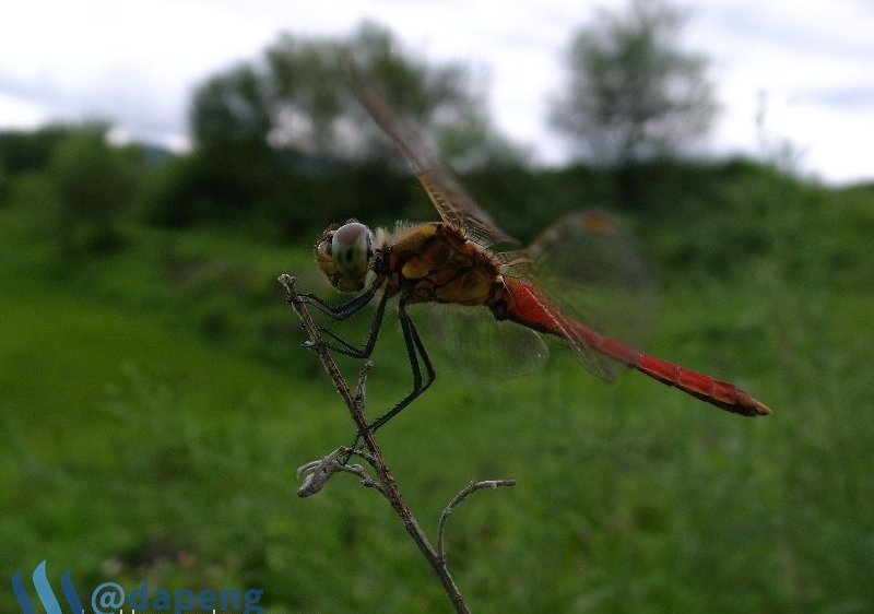 2017-07-28_dragonfly4.jpg