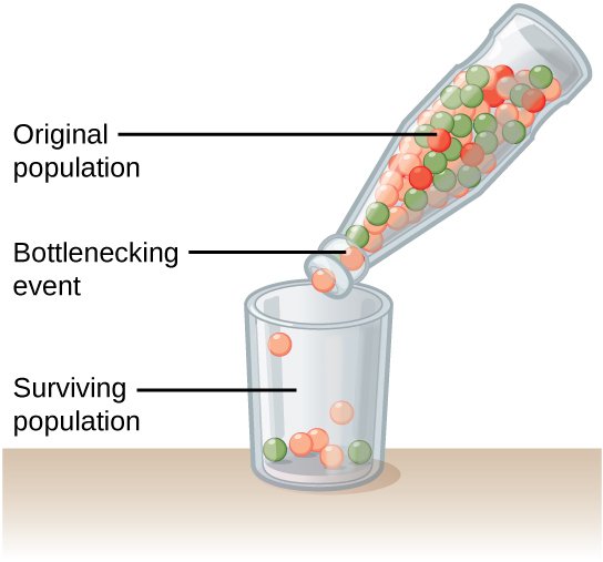 Bottleneck_effect_Figure_19_02_03.jpg