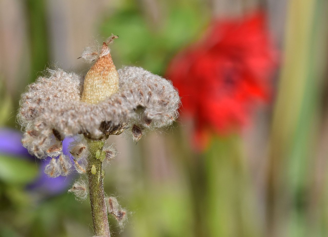 anemone seeds.jpg