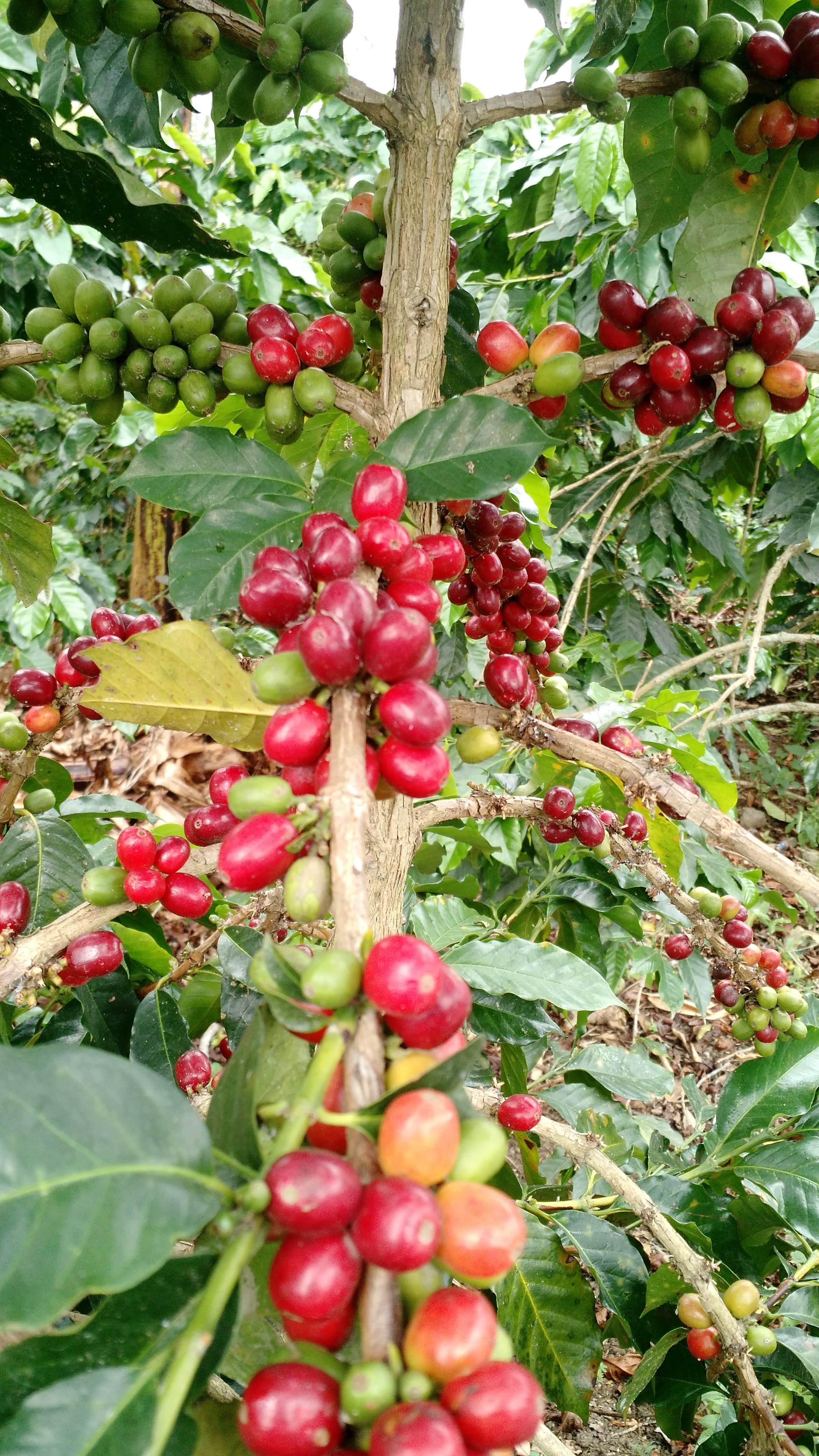 Melirik Kebun Kopi Aceh/Aceh Coffee Garden (Indonesia)