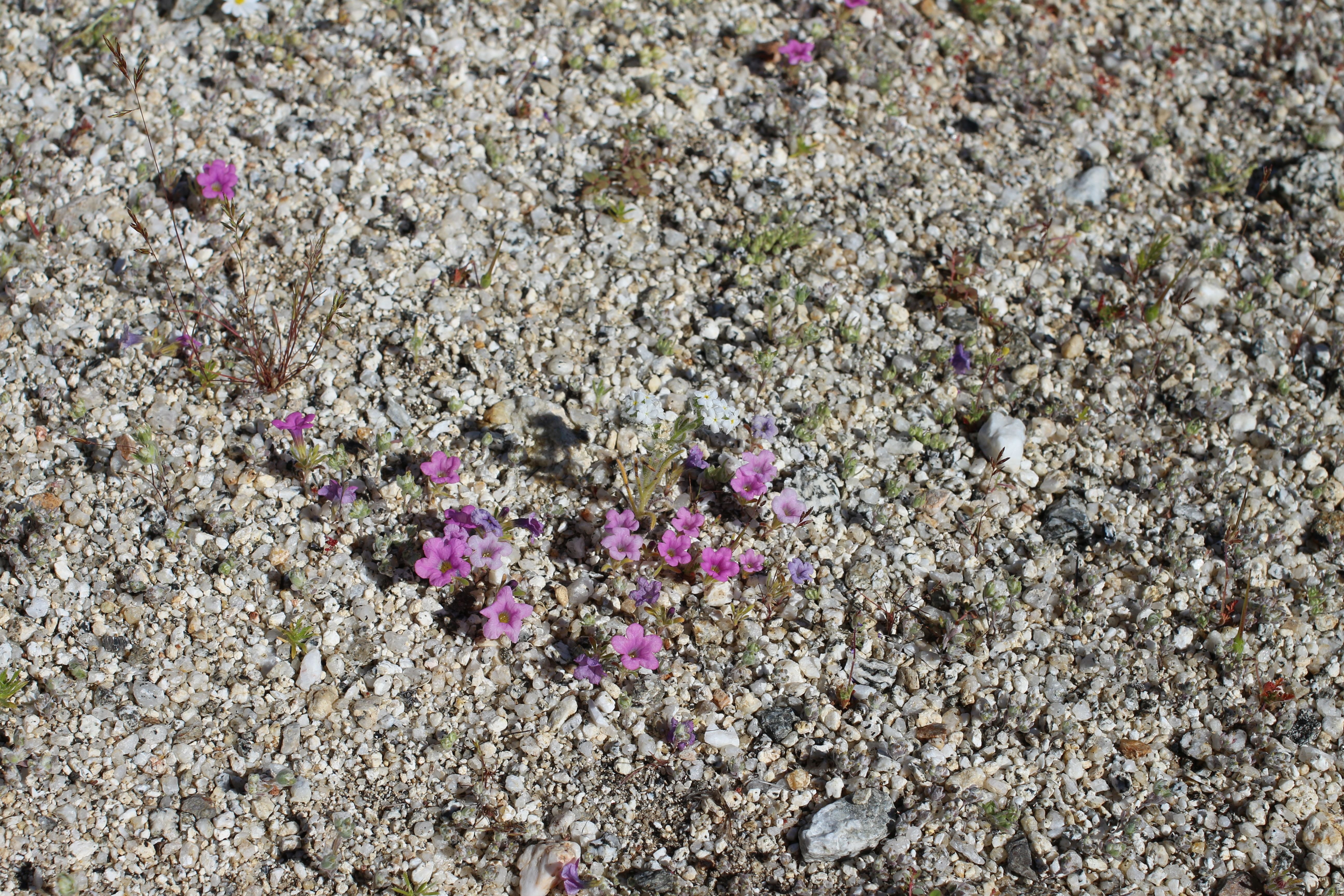 Bigelow’s Monkeyflower