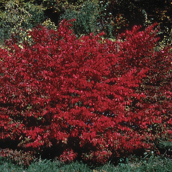 euonymus_alatus_bn_1_lg-main.jpg