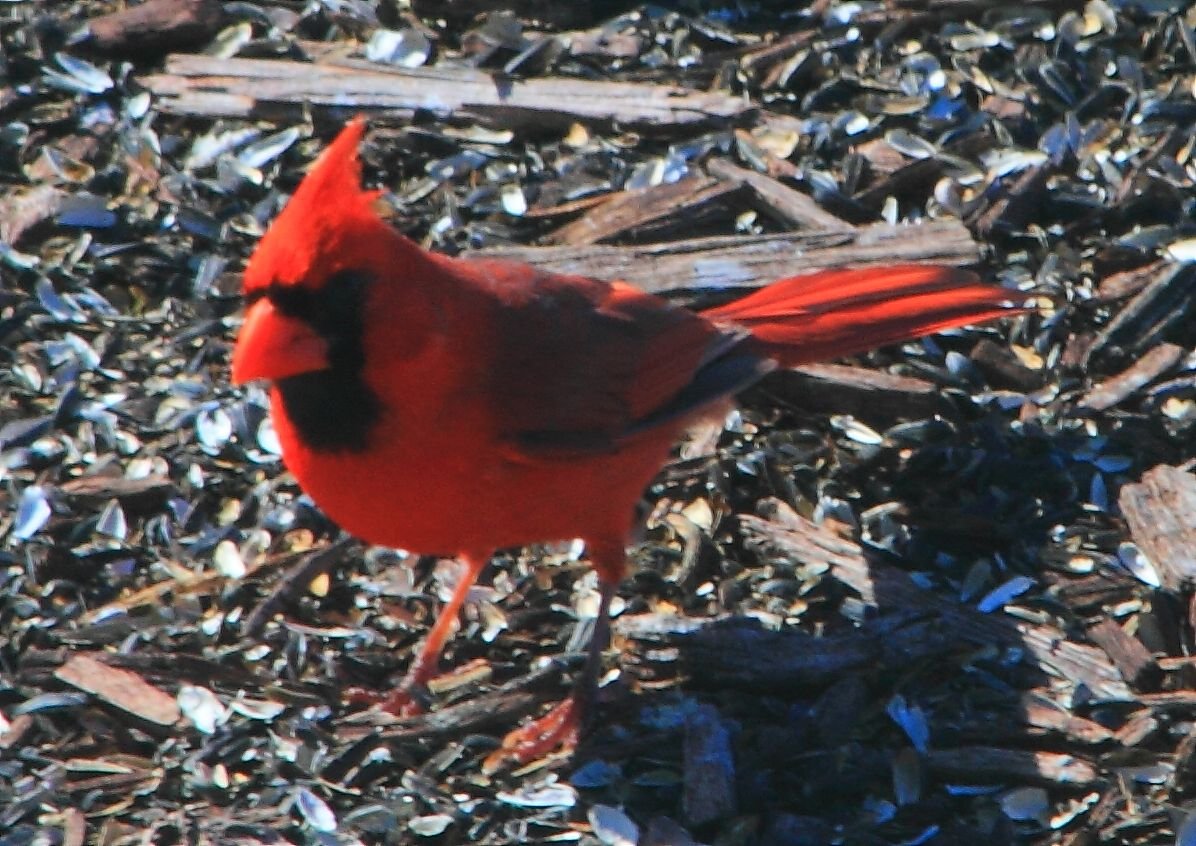 Cardinal03.JPG