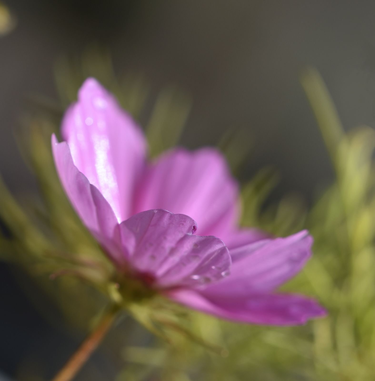 Cosmos pink blur.jpg