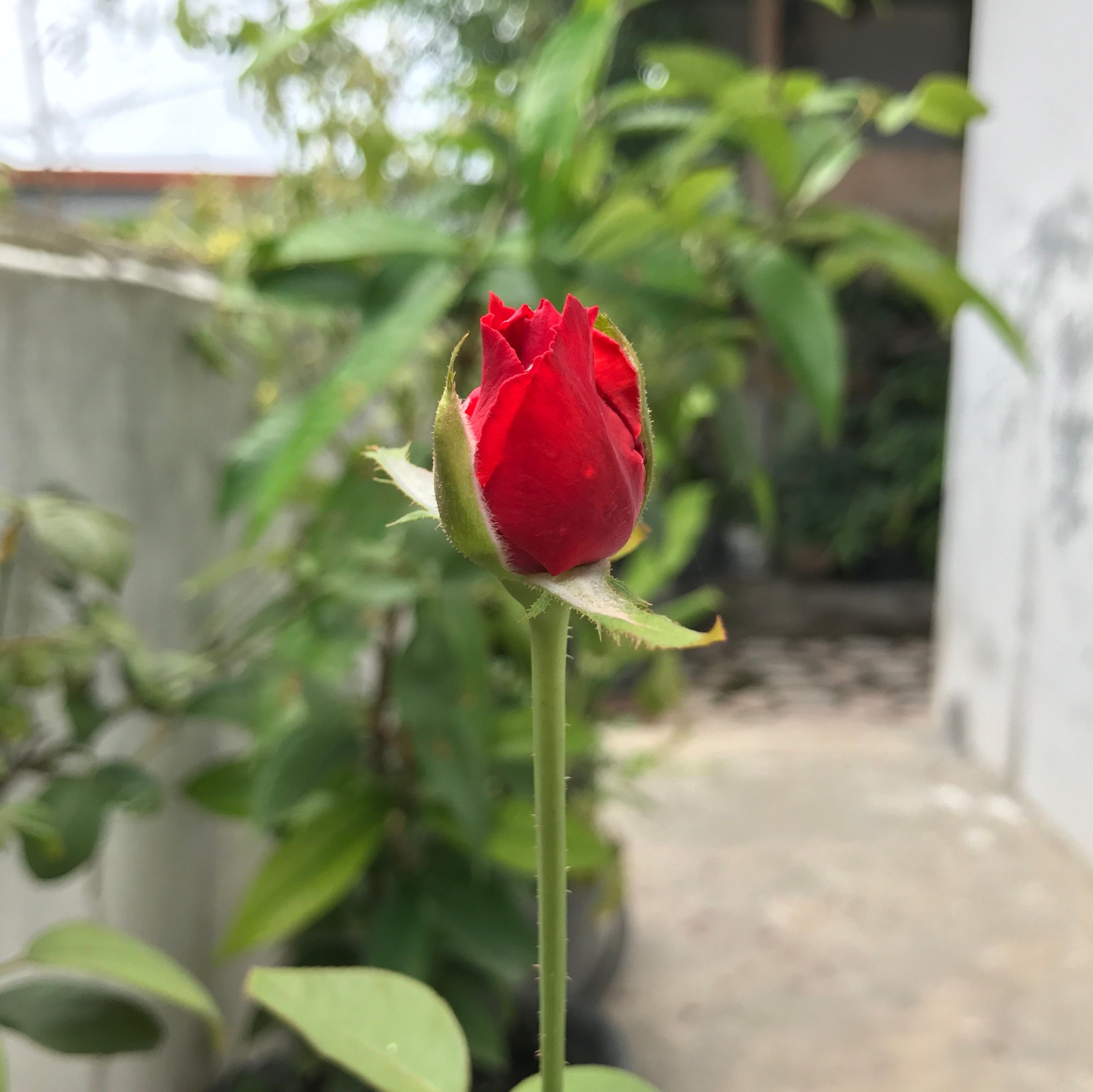 Mawar Berduri Thorny Roses