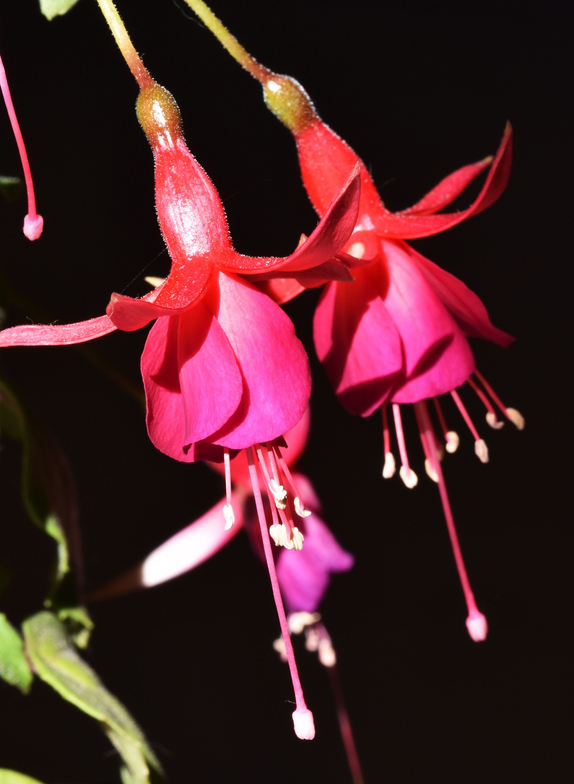 Fuchsia pink flower 2.jpg