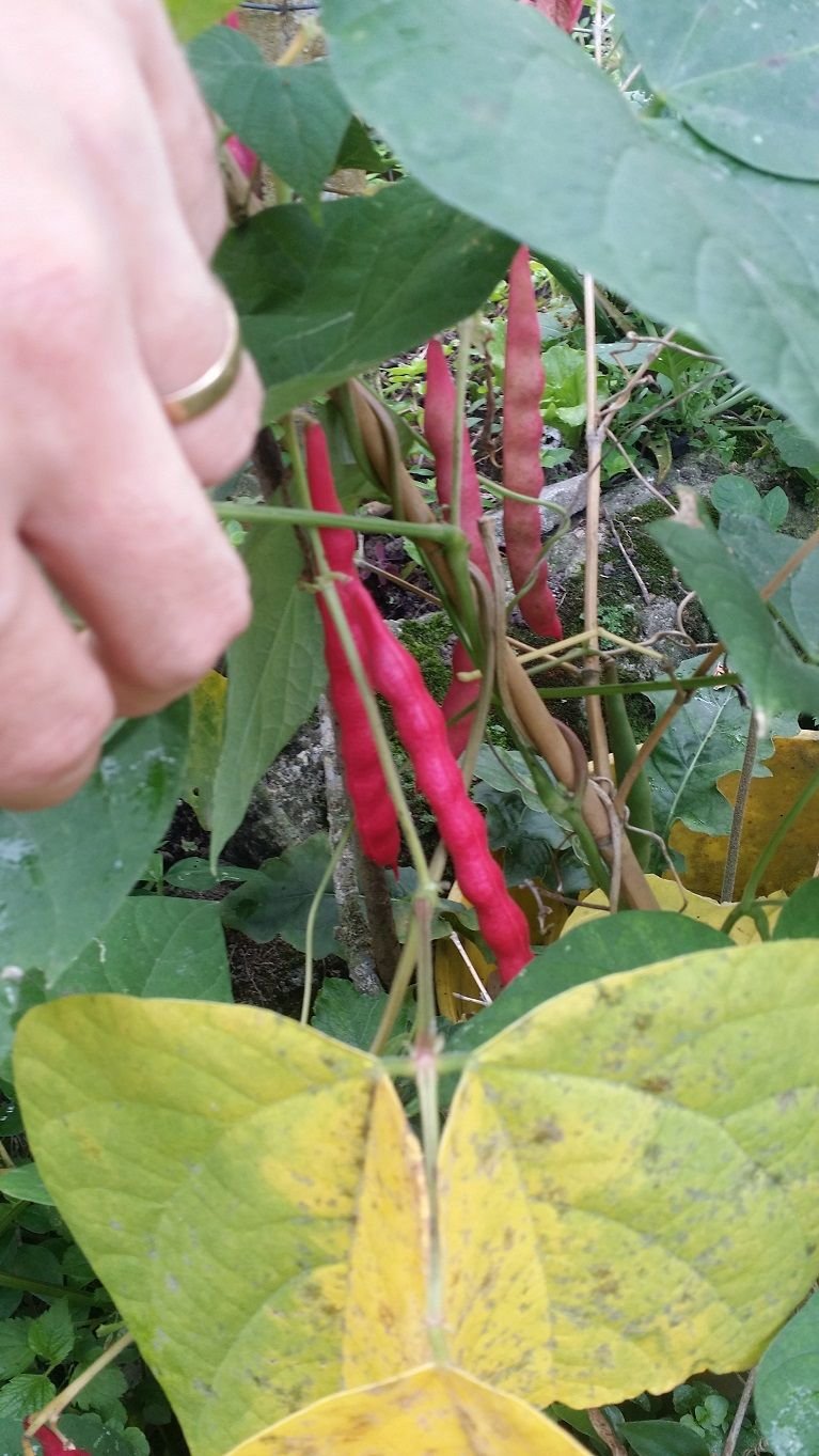 11 - Urban garden find some beans for dinner.jpg