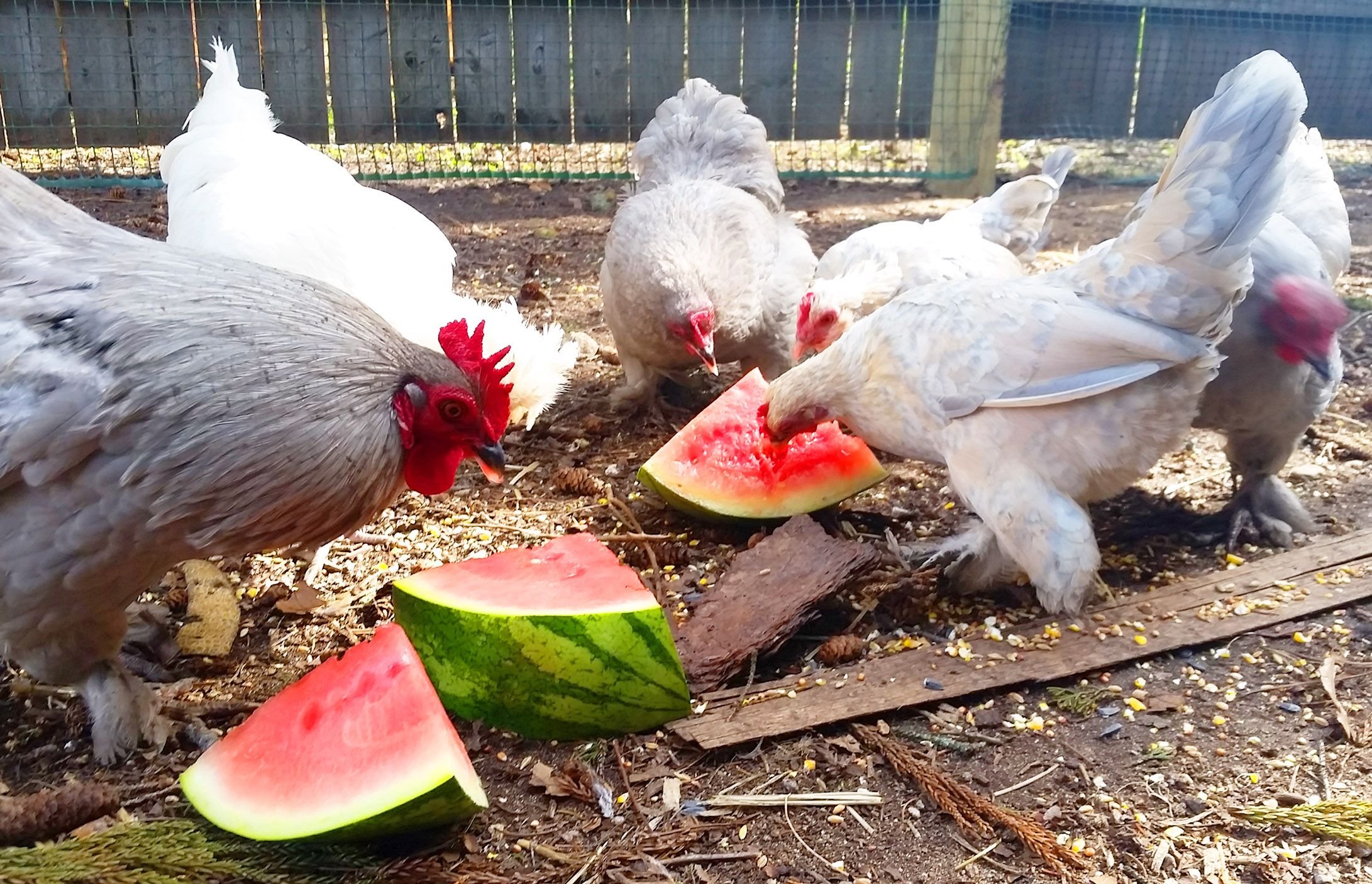 may6chickenswatermelon.jpg