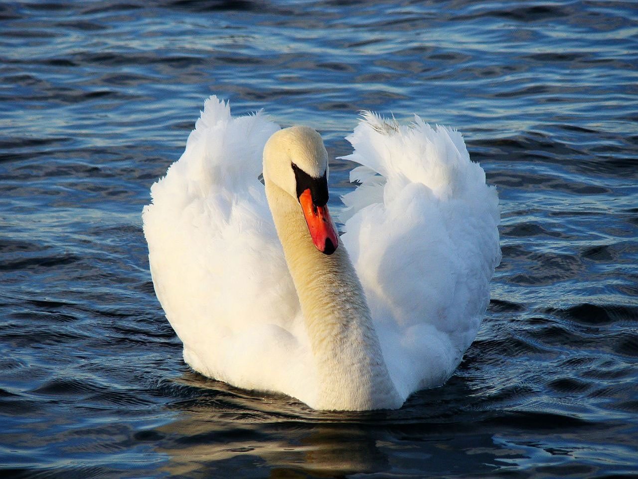 swan-2515.jpg